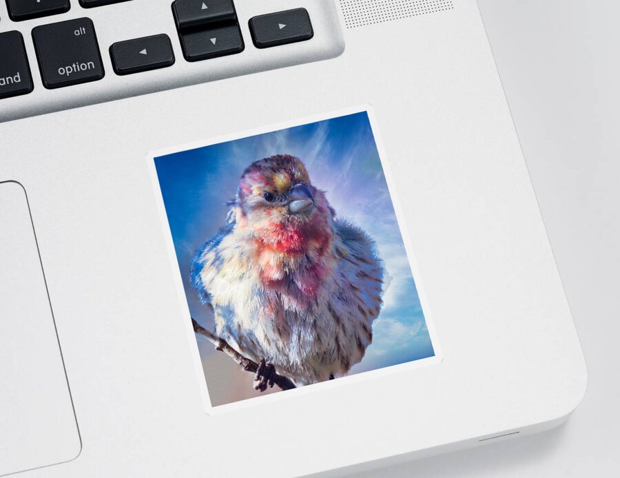 Waywardmuse Sticker featuring the photograph Special Male House Finch by Judy Kennedy