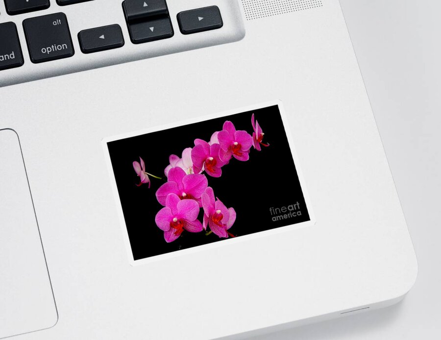 Speckled Orchid Sticker featuring the photograph Speckled Orchid on Black - Phalaenopsis by Mary Deal