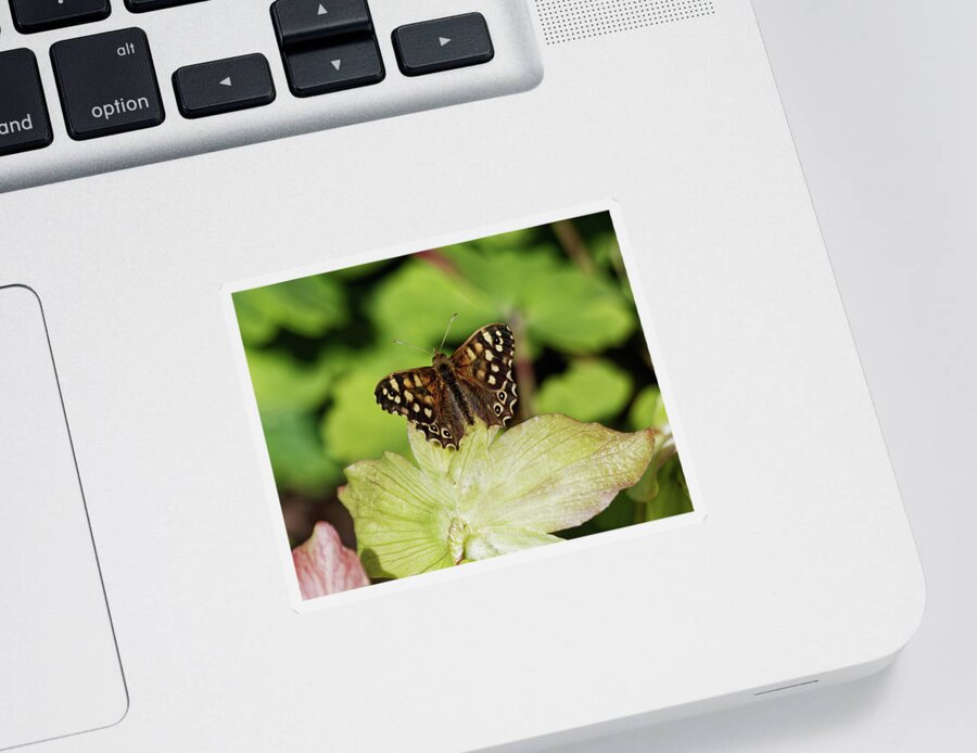 Speckled Sticker featuring the photograph Speckled Wood Butterfly by Jeff Townsend