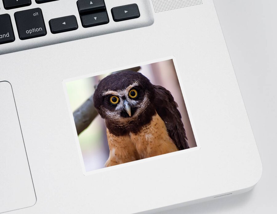 Pulsatrix Perspicillata Sticker featuring the digital art Spectacled owl by Flees Photos
