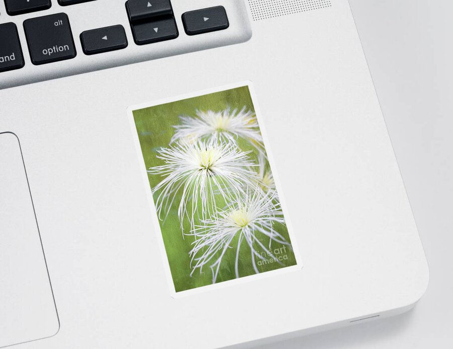 Chrysanthemums Sticker featuring the photograph Spider Mums by Marilyn Cornwell