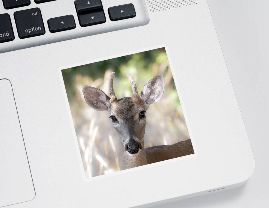 Deer Sticker featuring the photograph Spike Buck in Velvet by Cheri Freeman