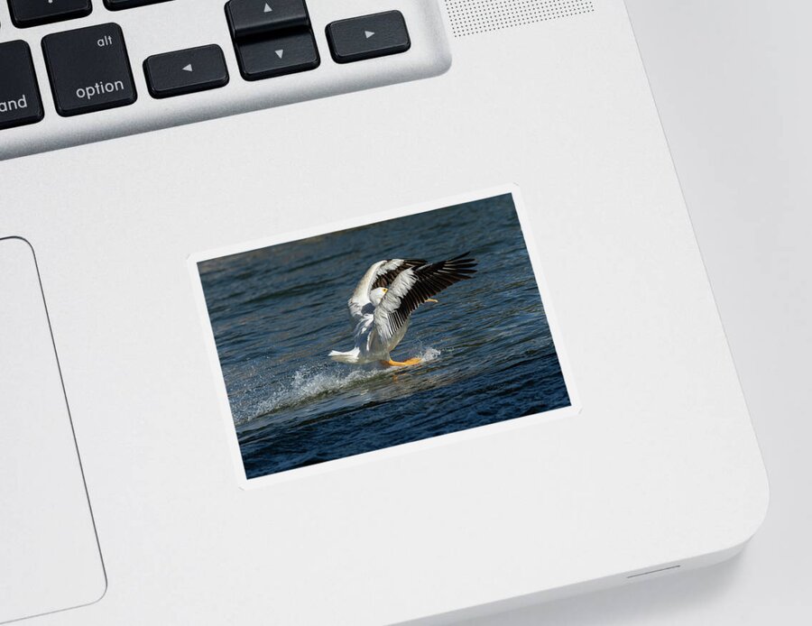American White Pelican Sticker featuring the photograph Splash Down 2016 by Thomas Young