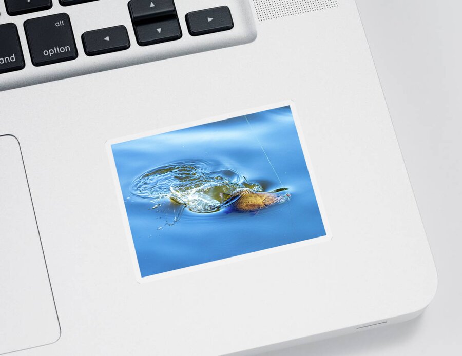 Fish Sticker featuring the photograph Sport Fishing Smallmouth Bass by Amelia Pearn
