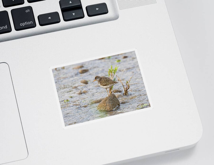 Sandpiper Sticker featuring the photograph Spotted Sand Piper on the Gros Ventre River by Tony Hake