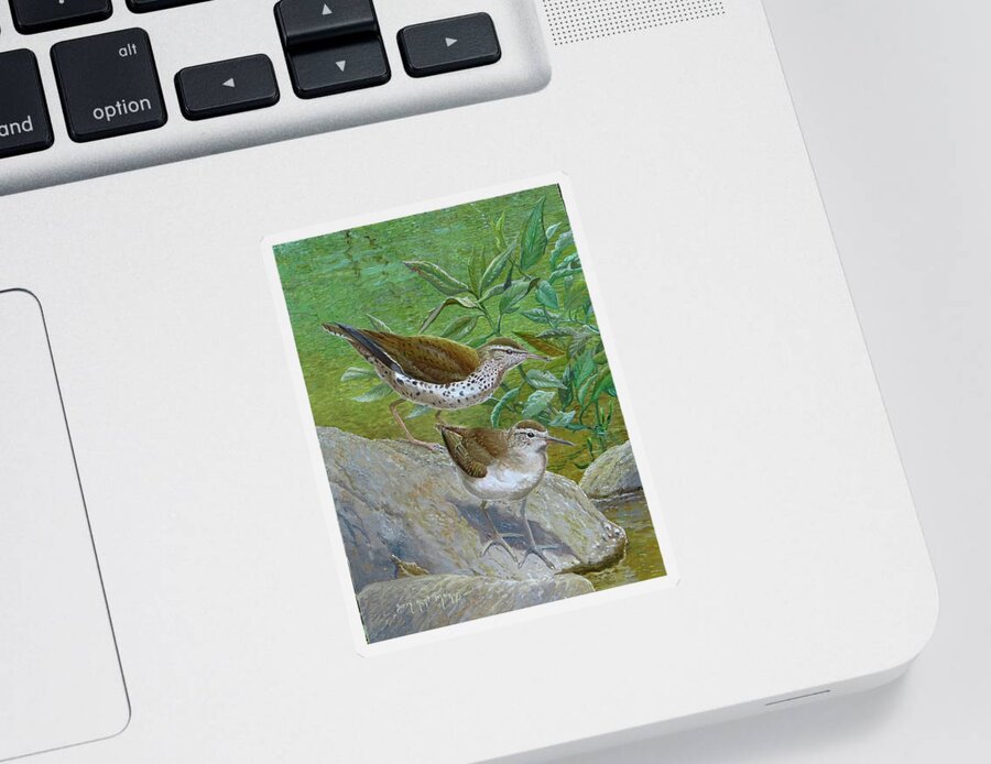 Spotted Sandpiper Sticker featuring the painting Spotted Sandpiper, adult and young by Barry Kent MacKay