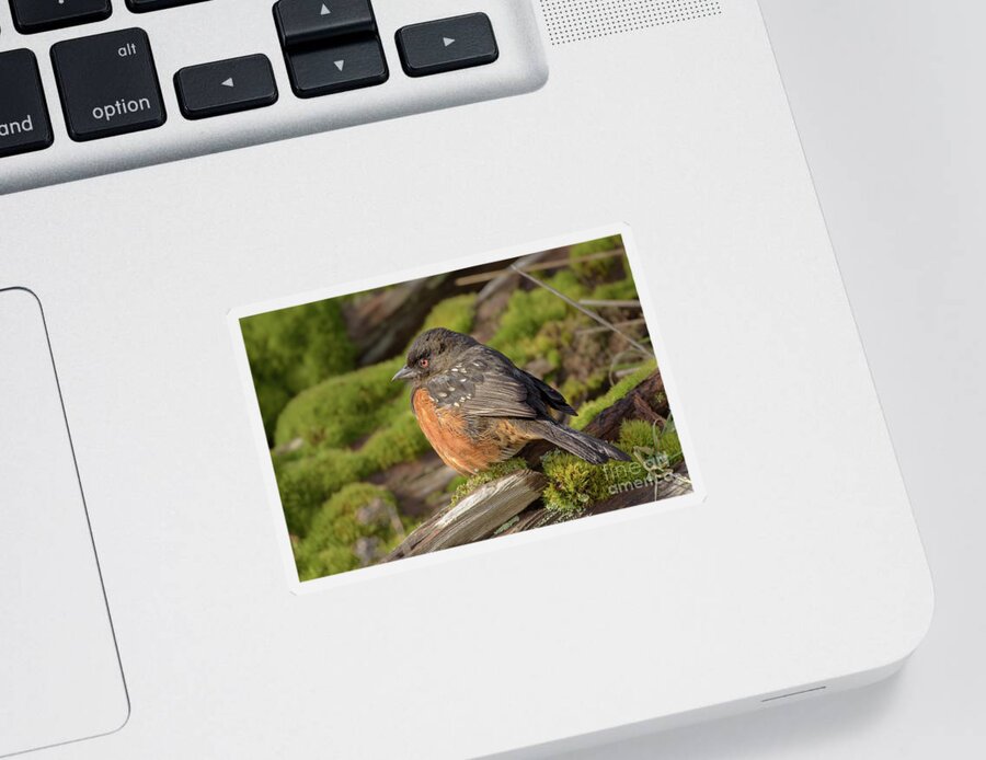 Pipilo Maculatus Sticker featuring the photograph Spotted Towhee Perched on Moss by Nancy Gleason