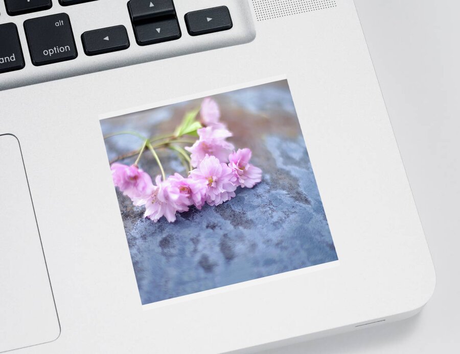 Spring Sticker featuring the photograph Spring Cherry Blossoms by Susan Maxwell Schmidt