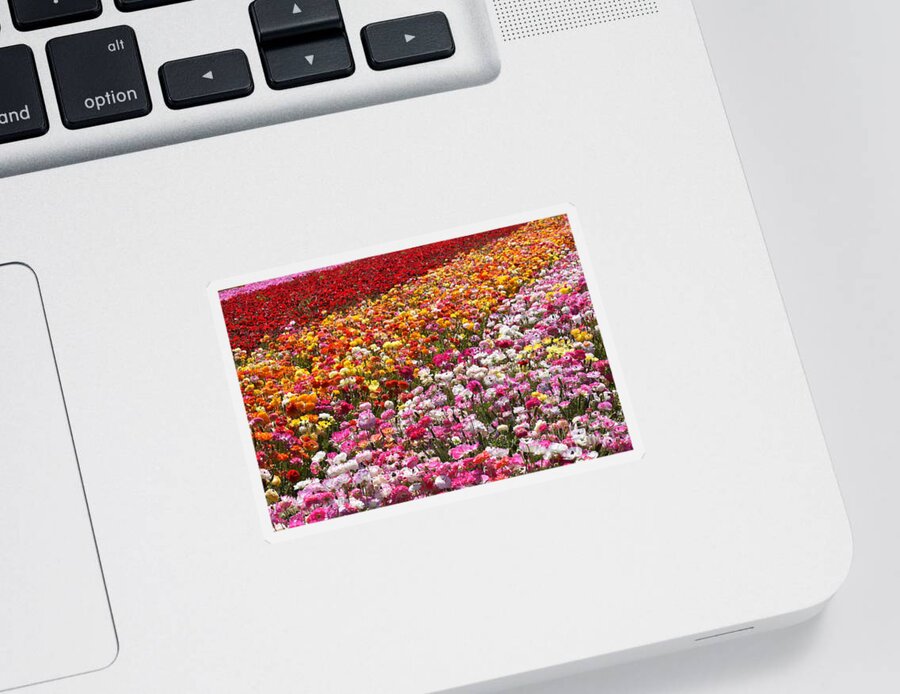Flowers Sticker featuring the photograph Spring Flowers by Rich Cruse