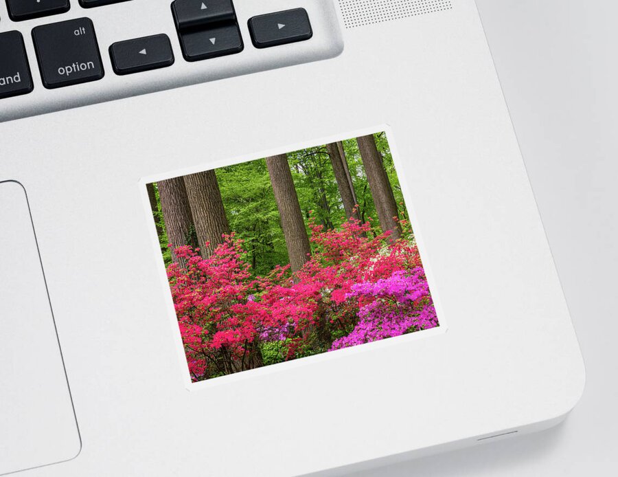 Azalea Sticker featuring the photograph Spring In The Woods by Elvira Peretsman