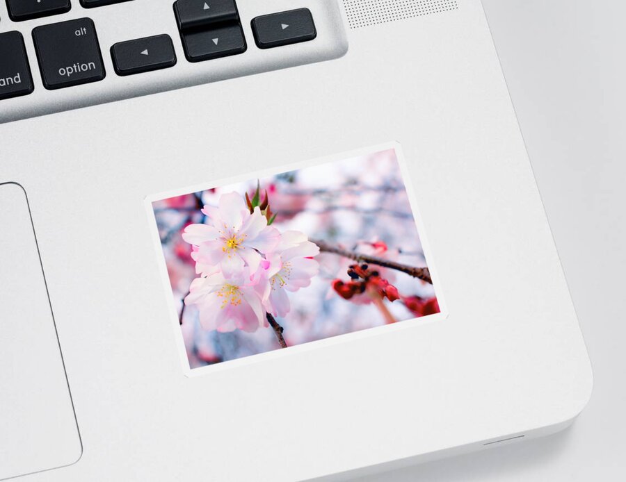 Cherry Blossom Sticker featuring the photograph Spring Kisses by Iryna Goodall