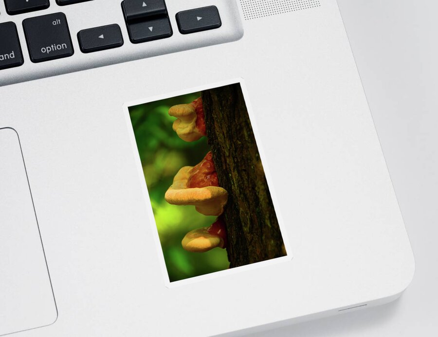 Spring Mushrooms Sticker featuring the photograph Spring Mushrooms by Raymond Salani III