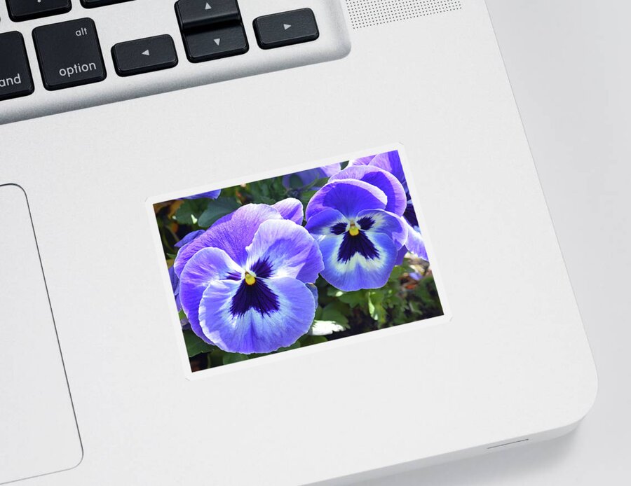 Pansies Sticker featuring the photograph Spring Pansies by Terence Davis