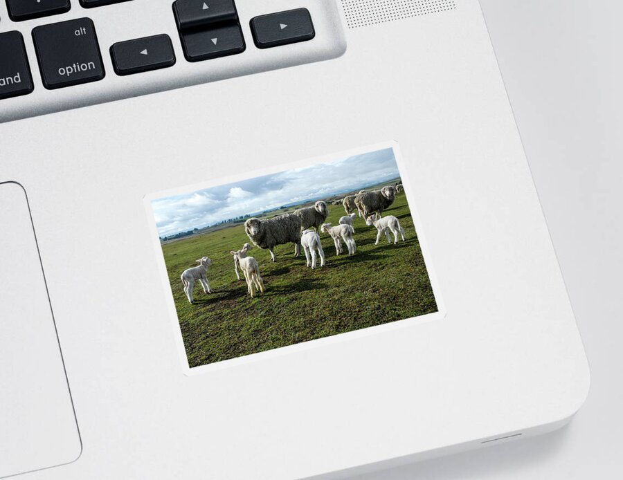 Sheep Sticker featuring the photograph Springtime Babies - High Country Sheep Muster, South Island, New Zealand by Earth And Spirit