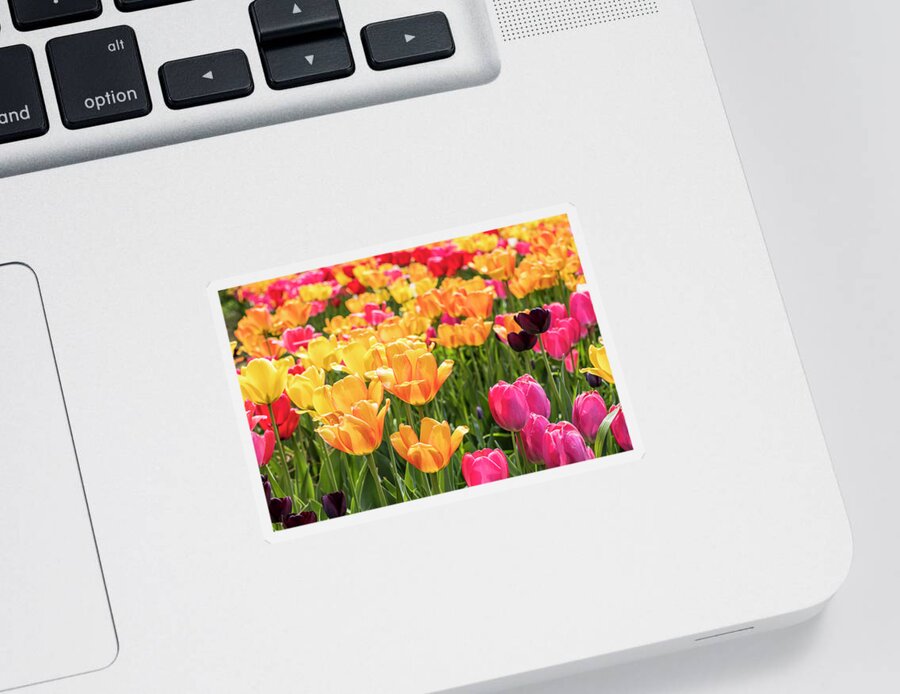  Sticker featuring the photograph Spring Tulip Field #8 - Black Alone by Patti Deters