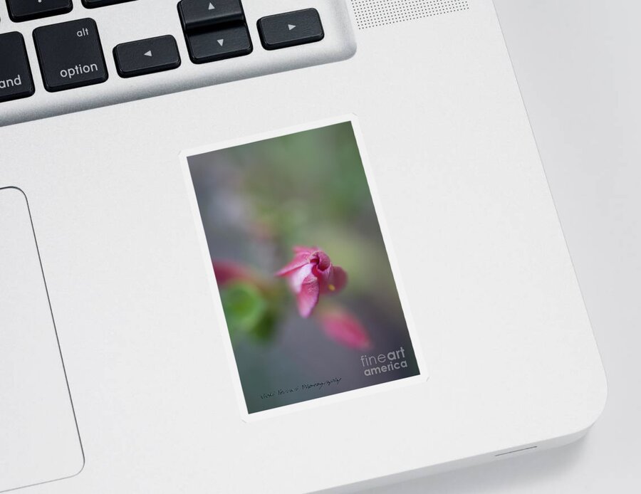 Desert Rose Sticker featuring the photograph Springing Desert Rose by Vicki Ferrari