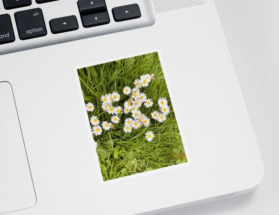 Springtime Daisies Sticker featuring the photograph Springtime Daisies by Nancy Merkle