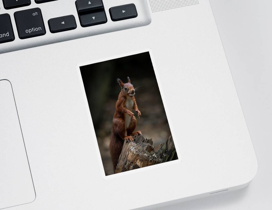 Squirrel Sticker featuring the photograph Squirrel collecting and hiding nuts by Marjolein Van Middelkoop