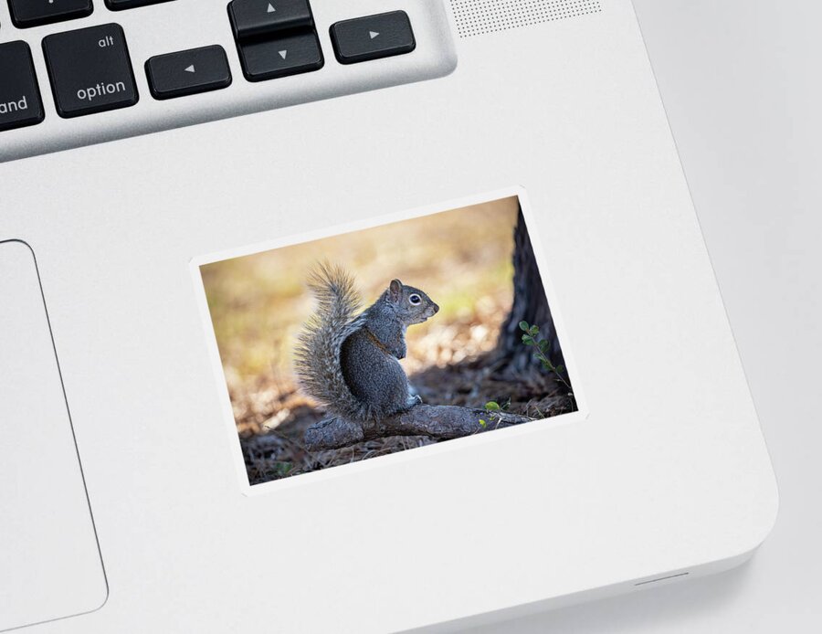 Grey Squirrel Sticker featuring the photograph Squirrel Pose by Jordan Hill