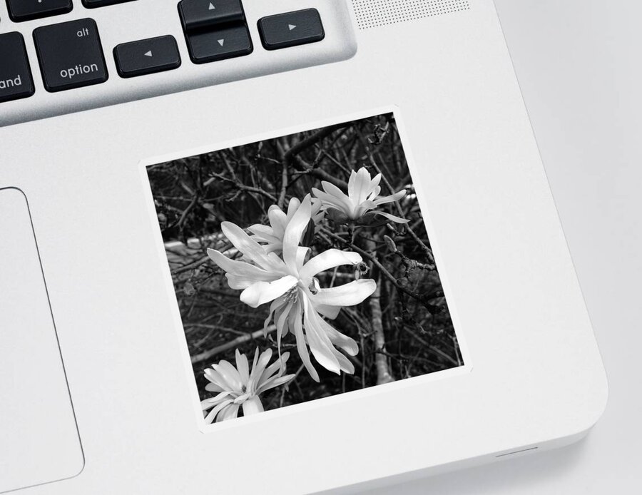  Sticker featuring the photograph Star Magnolia by Heather E Harman