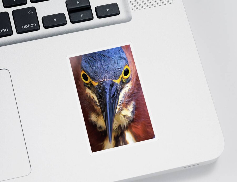 Tricolored Heron Sticker featuring the photograph Staredown by Jim Gillen