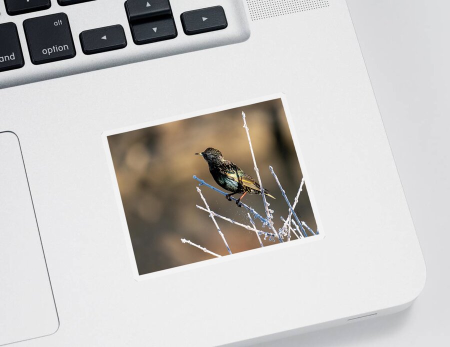 Starling Sticker featuring the photograph Starling in the winter sun by Judi Dressler
