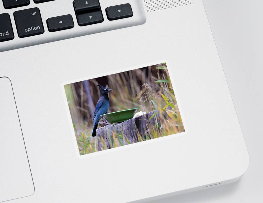 Bird Sticker featuring the photograph Stellar's Jay at Lunch by Steve Templeton