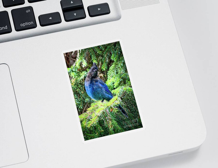 Bird Sticker featuring the photograph Steller's Jay by Thomas Nay