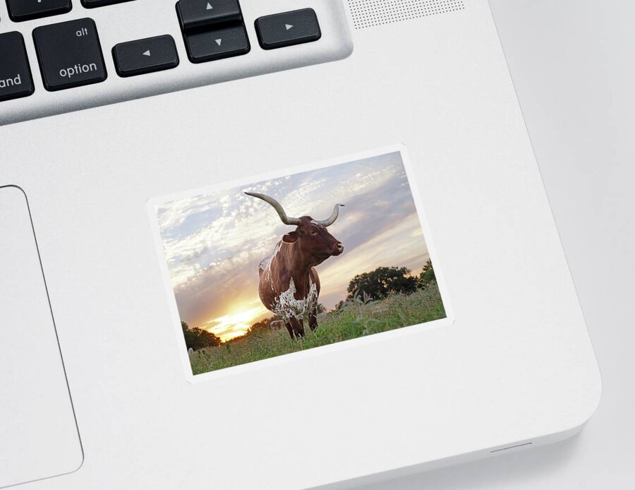 Texas Longhorn Cow Photo Sticker featuring the photograph Sterling Texas Sunset by Cathy Valle