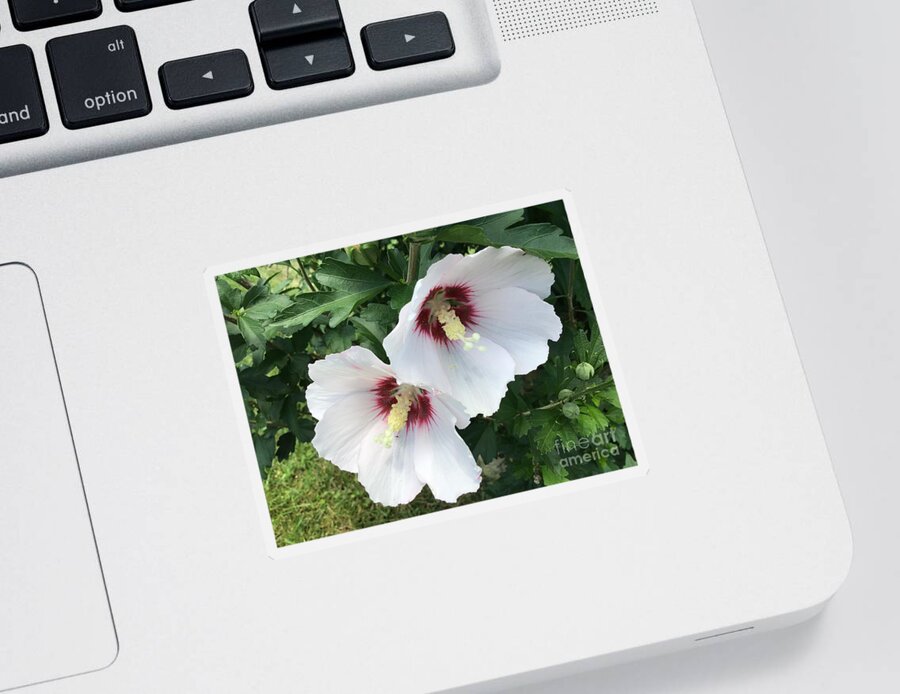 Rose Of Sharon Sticker featuring the photograph Hibiscus Sticking Together 2 by Catherine Wilson