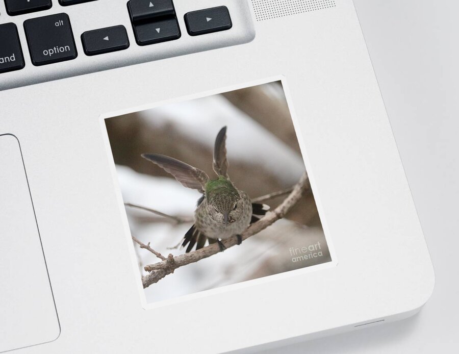 Stretching Hummingbird Sticker featuring the photograph Stretching Hummingbird by Carol Groenen