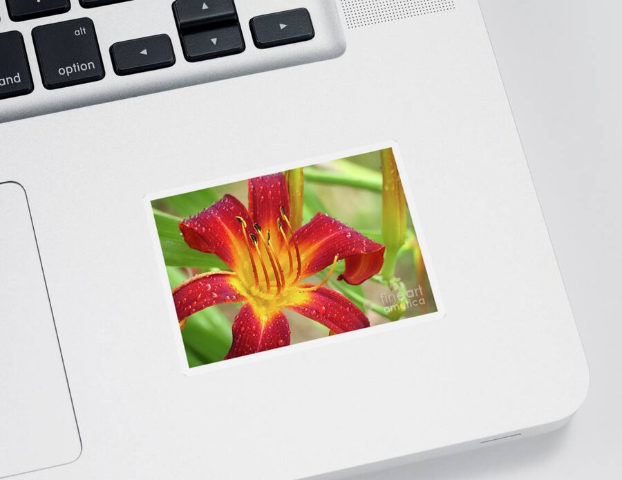 Elegant Sticker featuring the photograph Striking in Red by Amy Dundon
