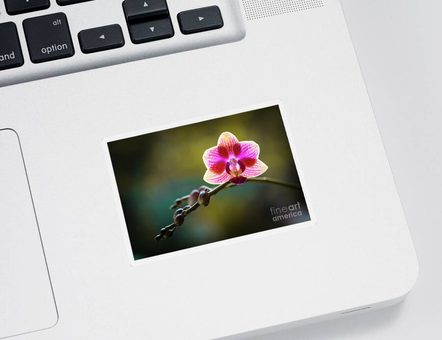 Background Sticker featuring the photograph Striped Orchid Flower by Raul Rodriguez