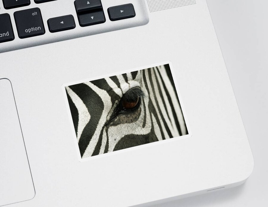 Zebra Sticker featuring the photograph Stripes by Yuri Peress
