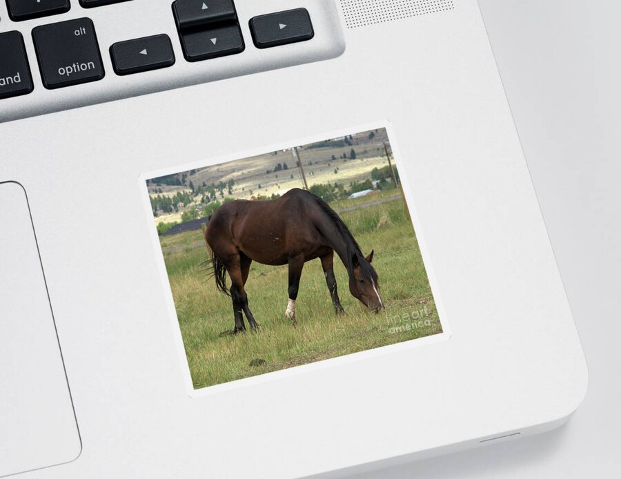 Horse Sticker featuring the photograph Sturdy Mare at Lunch by Kae Cheatham