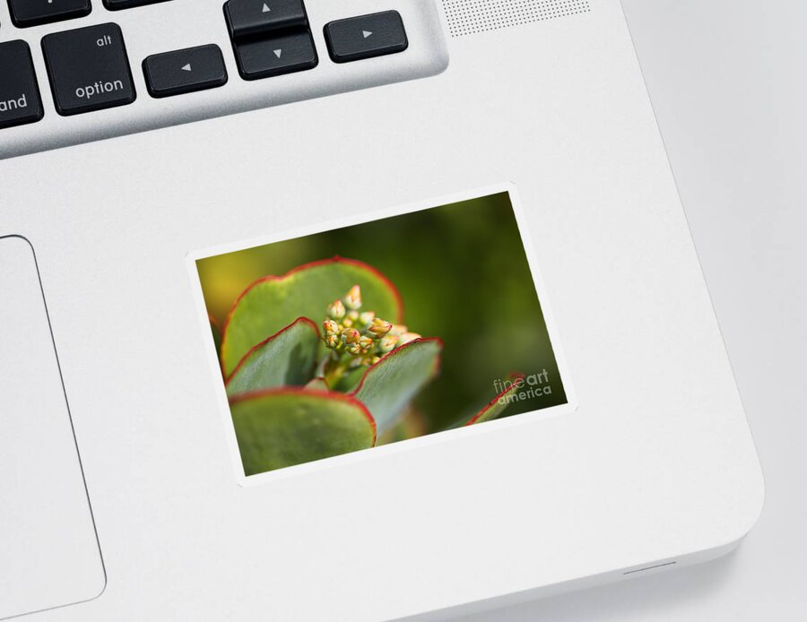 Succulent With Buds Sticker featuring the photograph Succulent With Buds by Joy Watson