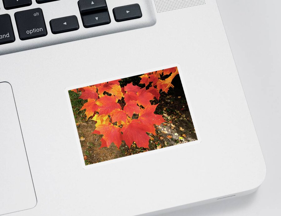 Maple Leaves Sticker featuring the photograph Sugar Maple Leaves by Mark Harrington