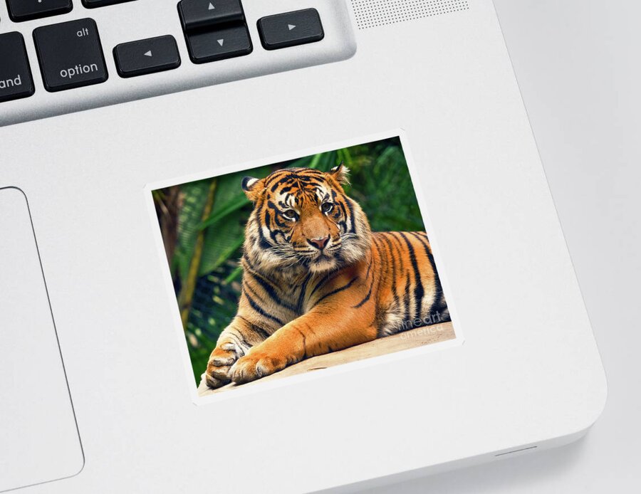 Tiger Sticker featuring the photograph Sumatran Tiger sitting proudly by Abigail Diane Photography