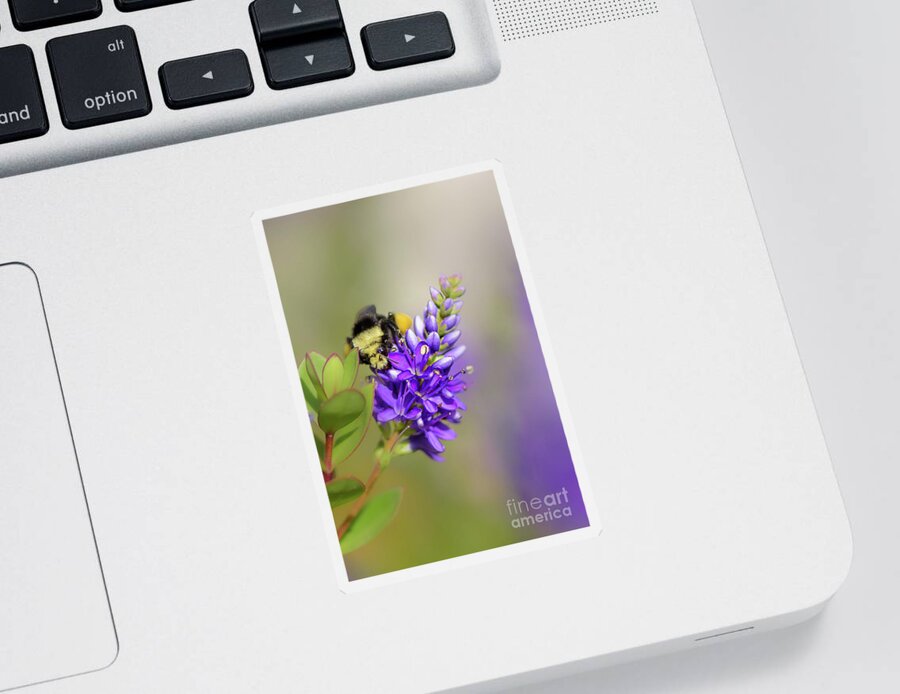 Bombus Vosnesenskii Sticker featuring the photograph Summertime Bumble Bee by Nancy Gleason