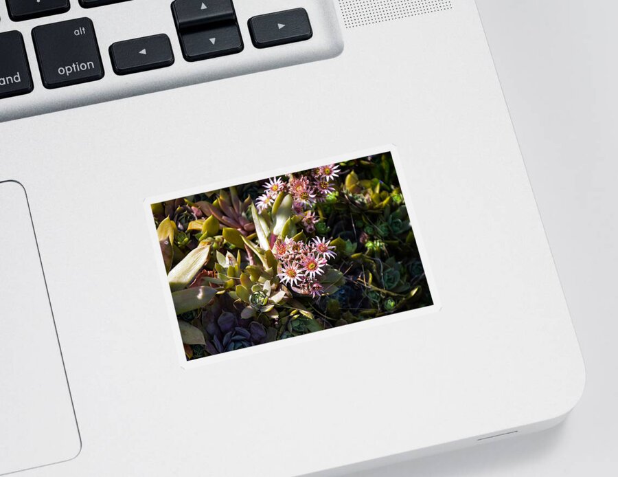 Hens And Chicks Succulents Sticker featuring the photograph Summertime Succulents by Kristin Hatt
