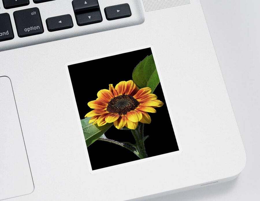 2021-08-13 Sticker featuring the photograph Sunflower Against Black by Phil And Karen Rispin