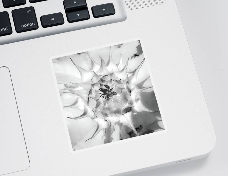 Sunflower Blossom Sticker featuring the photograph Sunflower Blossom Black and White Abstract by Rebecca Herranen