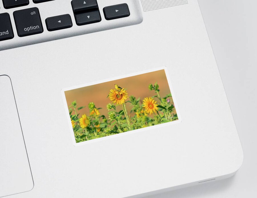 Field Of Flowers Sticker featuring the photograph Sunflower Sunrise by Peg Runyan
