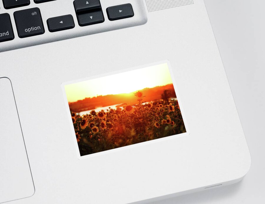 Summer Sticker featuring the photograph Sunflower Sunset by Lens Art Photography By Larry Trager