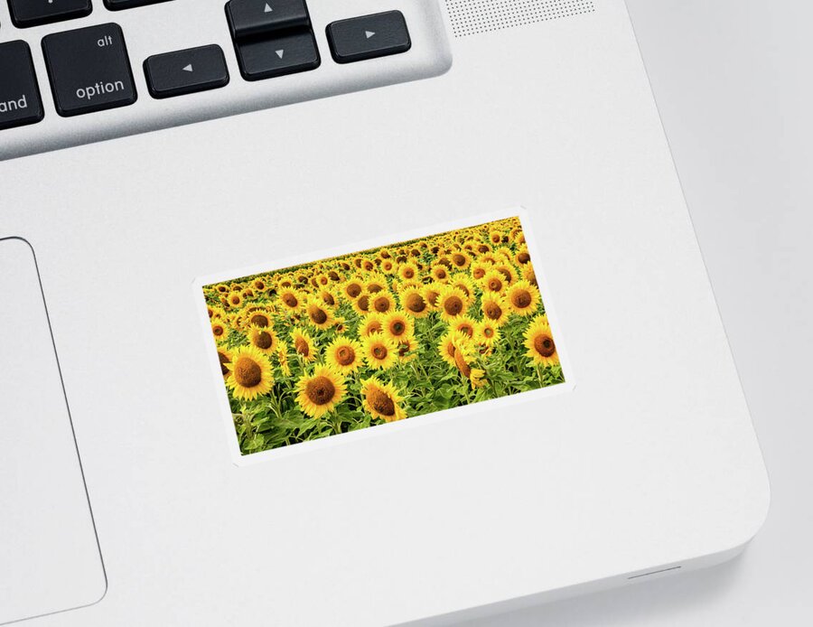 Sunflowers Sticker featuring the photograph Sunflowers As Far As The Eye Can See by Marcy Wielfaert