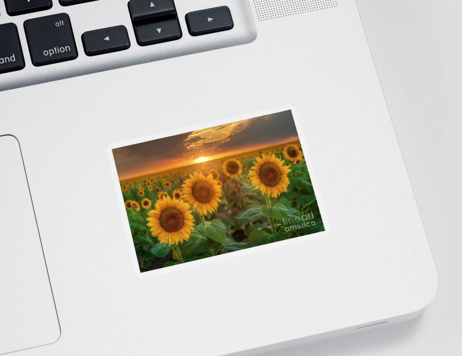 Sunflowers Sticker featuring the photograph Sunflowers Fields at Sunset with sunrays in background by Ronda Kimbrow