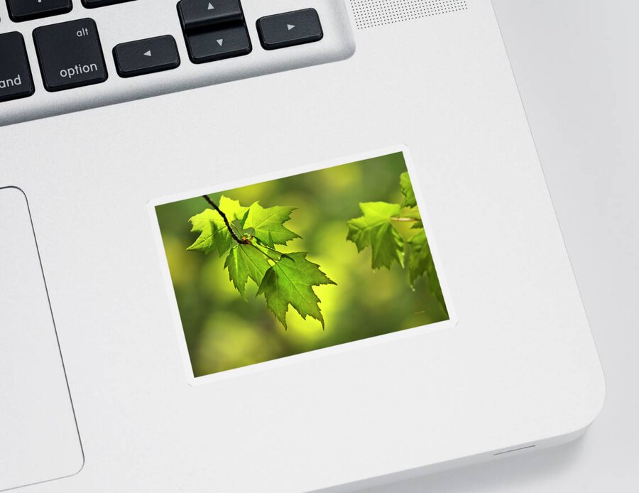 Leaves Sticker featuring the photograph Sunlit Maple Leaves In Spring by Christina Rollo