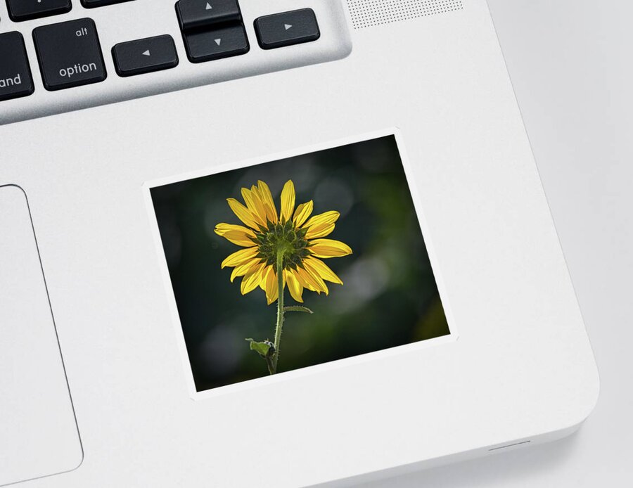 Bloom Sticker featuring the photograph Sunny Sunflower Following the Sun by Debra Martz