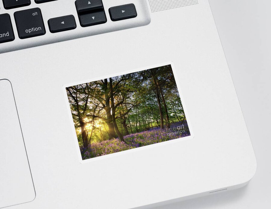 Bluebell Forest Sticker featuring the photograph Sunrise in bluebell woods in Norfolk UK by Simon Bratt