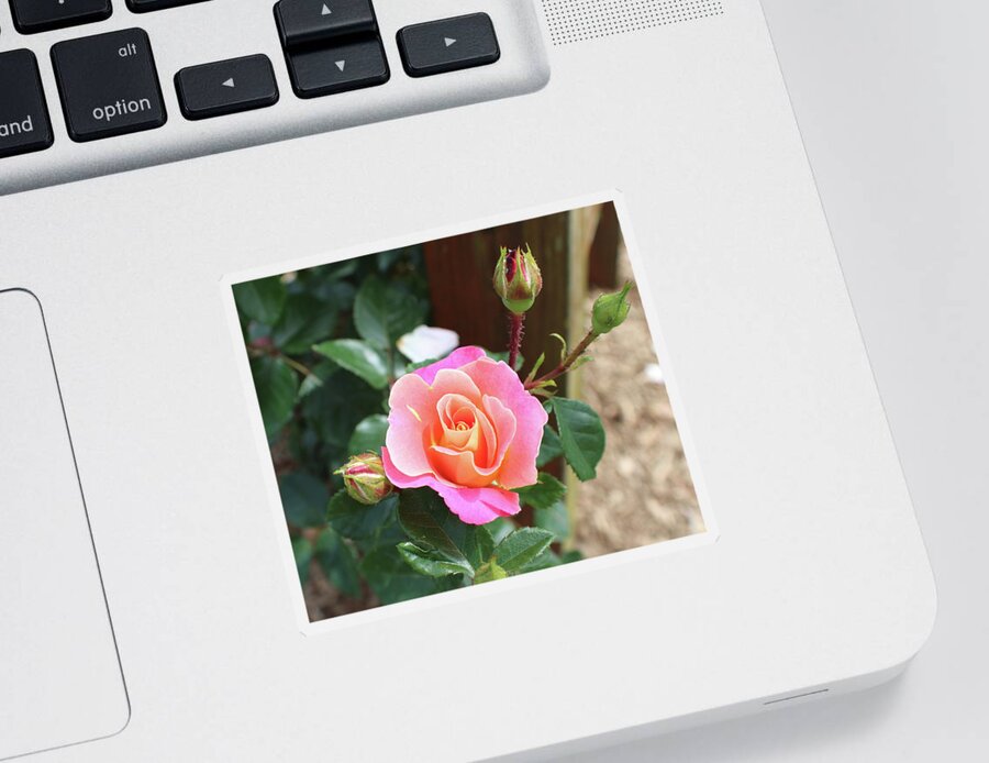 Ombre Sticker featuring the photograph Sunset Ombre Rose by K P